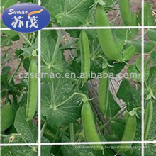 Extruded Plant Support Netting 8gsm For Agriculture Farm , Flower Or Bean